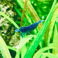 10x CARIDINA BLU DREAM Altissima Selezione +Omaggi