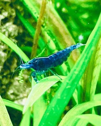 10x CARIDINA BLU DREAM Selezionati - GAMBERETTI