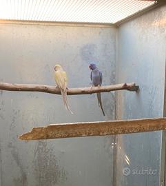 Coppia riproduttiva parrocchetto dal collare