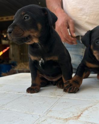 Jack terrier