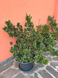 Ficus ginseng