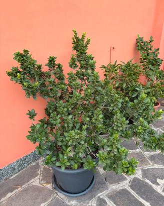 Ficus ginseng