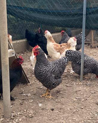 Galline ornamentali giovani