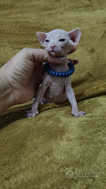 Maschietto White sphynx