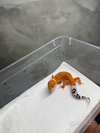Geco leopardino