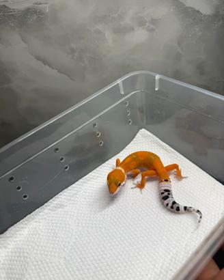 Geco leopardino
