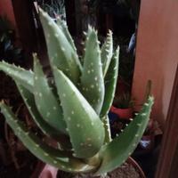 Aloe brevifoglia