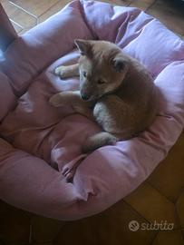Cucciola shiba inu
