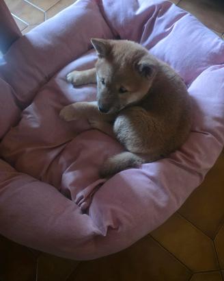 Cucciola shiba inu