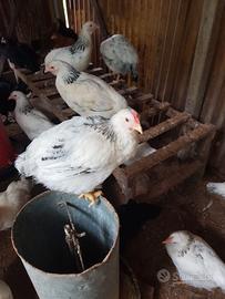 Galli sussex,marans ed ermellinati di Rovigo