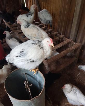 Galli sussex,marans ed ermellinati di Rovigo
