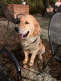 Ares 15 mesi. Golden retriever inglese