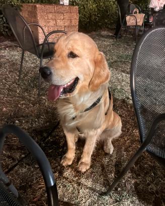 Ares 15 mesi. Golden retriever inglese