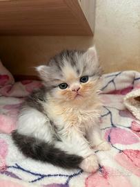 Dolcissimi gattini persiani