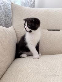 Gattini