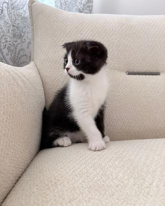 Gattini