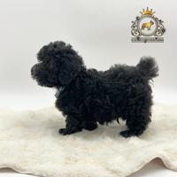 Stupendo maschietto Barboncini Black