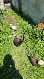 Galline nane ornamentali