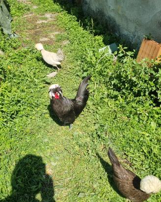 Galline nane ornamentali