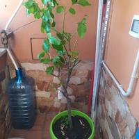 alberello di limone 4 stagioni
