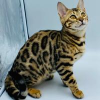 Gatto del bengala