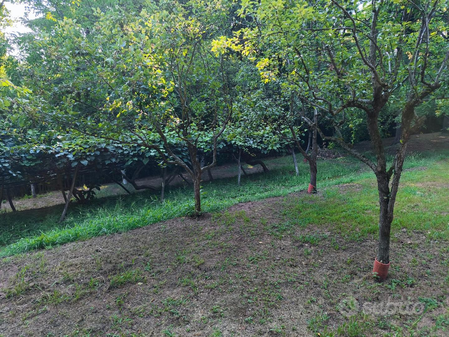 Terreno agricolo boschivo, 5780 m² - Vista 4