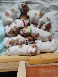 Cuccioli bretton