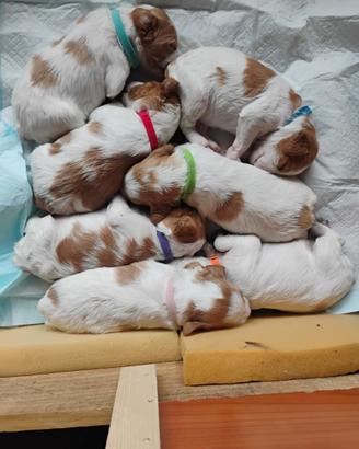 Cuccioli bretton