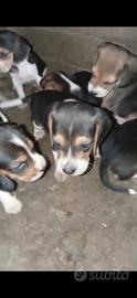 Cane caccia