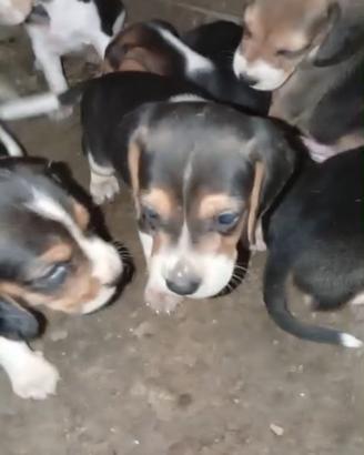 Cane caccia
