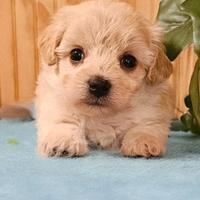 Incroci Maltipoo