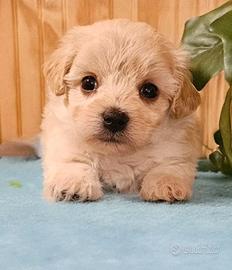Incroci Maltipoo