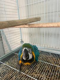 Ararauna ed altri pappagalli