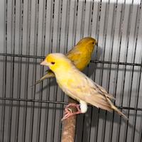 Canari