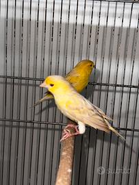 Canari