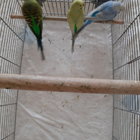 Cocorite vari colori