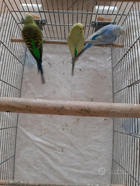 Cocorite vari colori