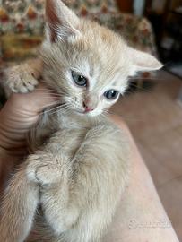 Micetta persianina incrocio
