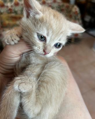 Micetta persianina incrocio