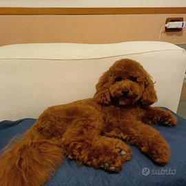 Barboncino nano per accoppiamento