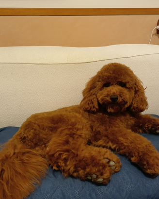 Barboncino nano per accoppiamento