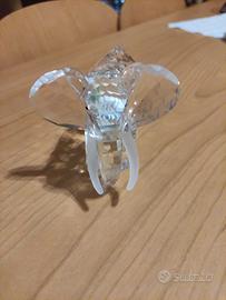 Swarovski elefante collezionisti