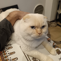 Scottish fold maschio per monta
