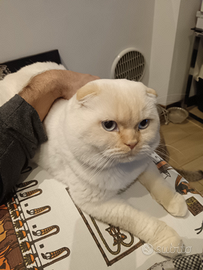 Scottish fold maschio per monta