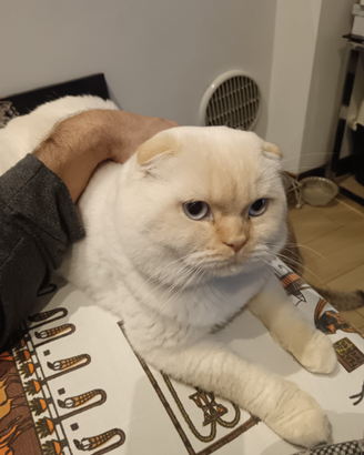 Scottish fold maschio per monta