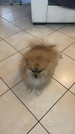 Spitz Pomerania