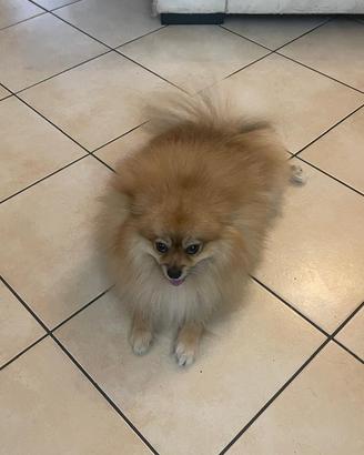Spitz Pomerania
