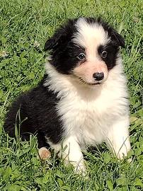 Cuccioli pastore australiano australian