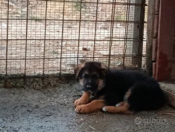 Cuccioli pastore tedesco