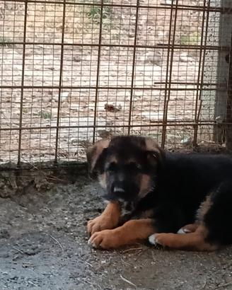 Cuccioli pastore tedesco